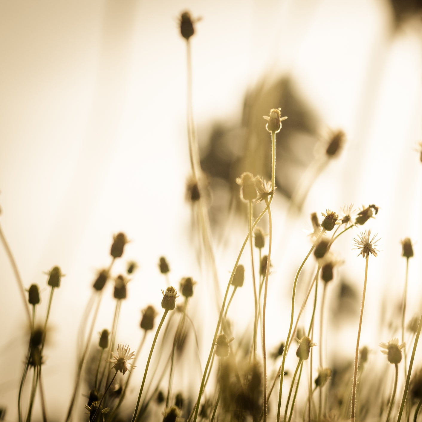 iStock-470163978.jpg