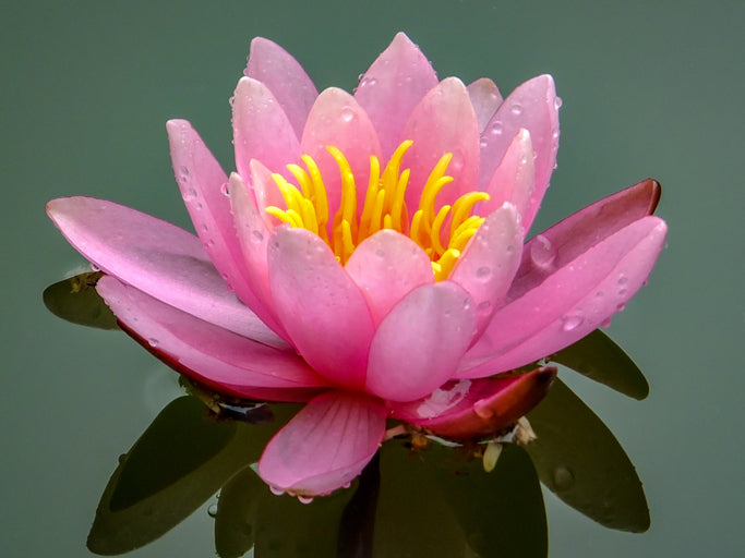 Lotus Extract