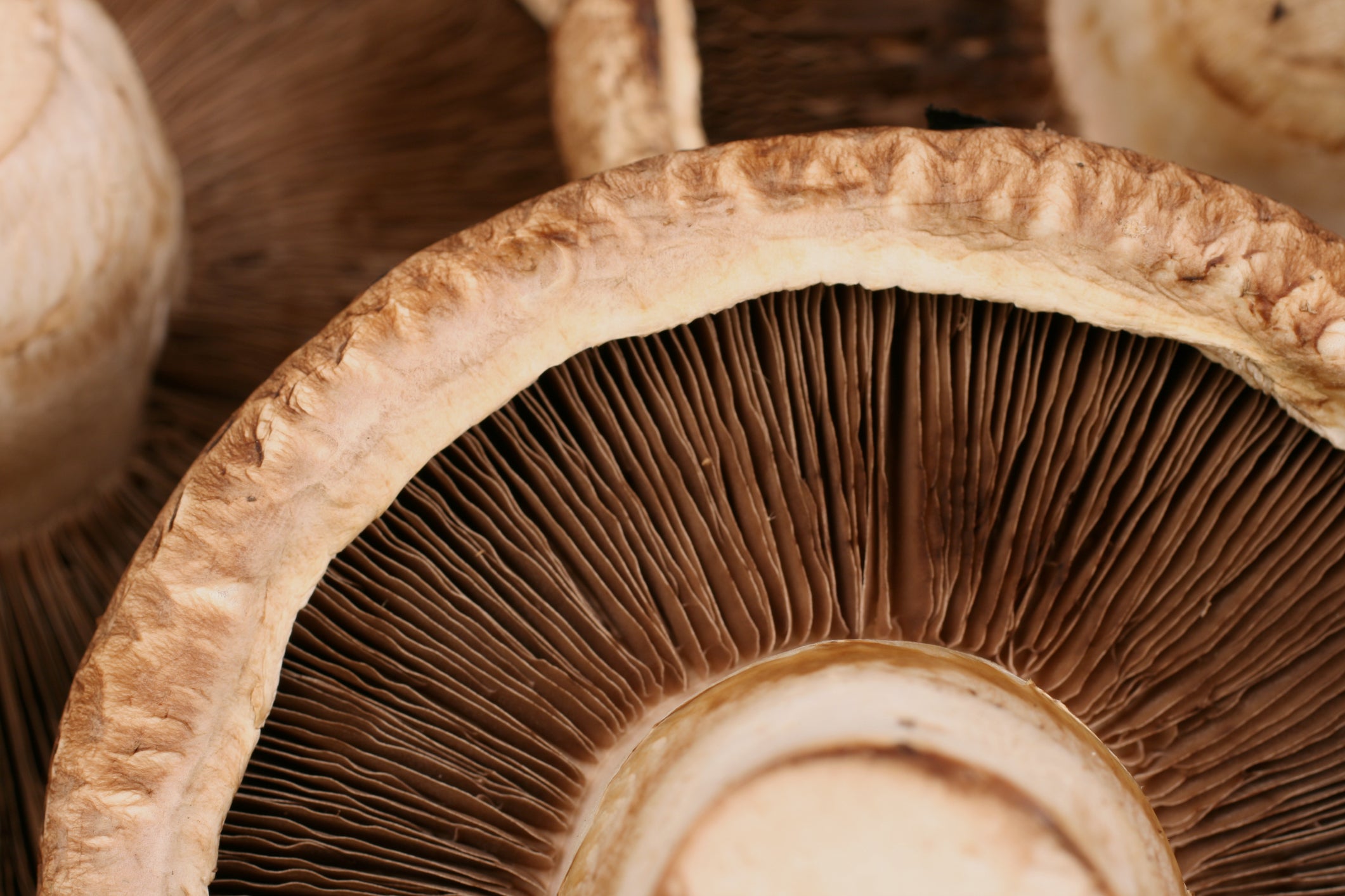Shitake Ferment Filtrate