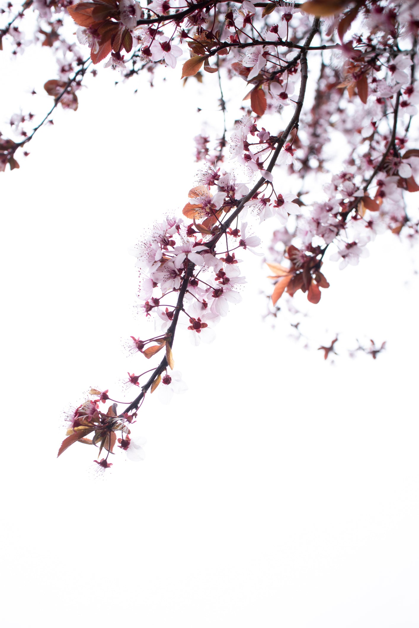 almond_blossom.jpg