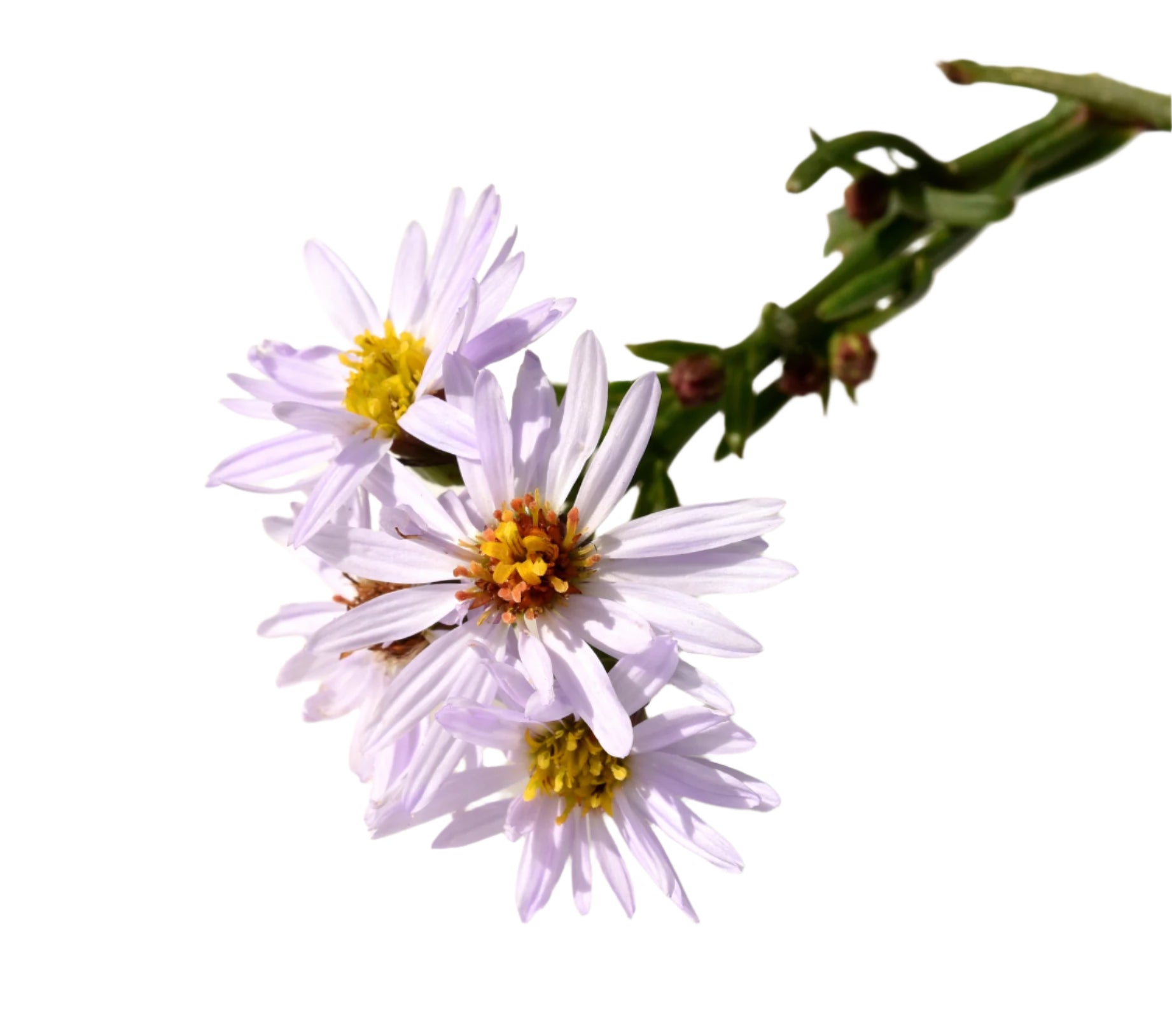 beach_flower.jpg