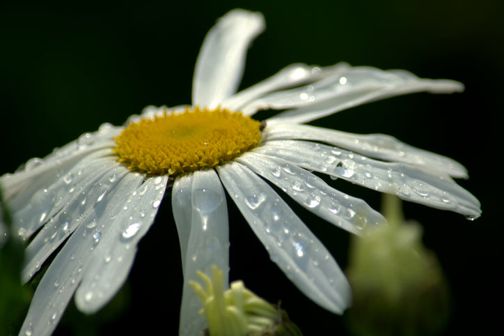 Chamomile Extract