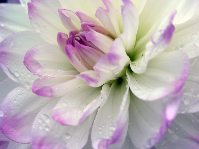 Dahlia Flower Oil