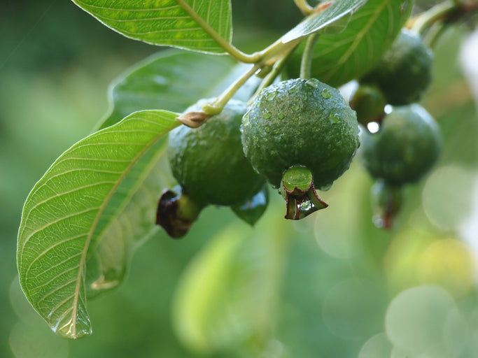 Guava Leaf Hydrosol