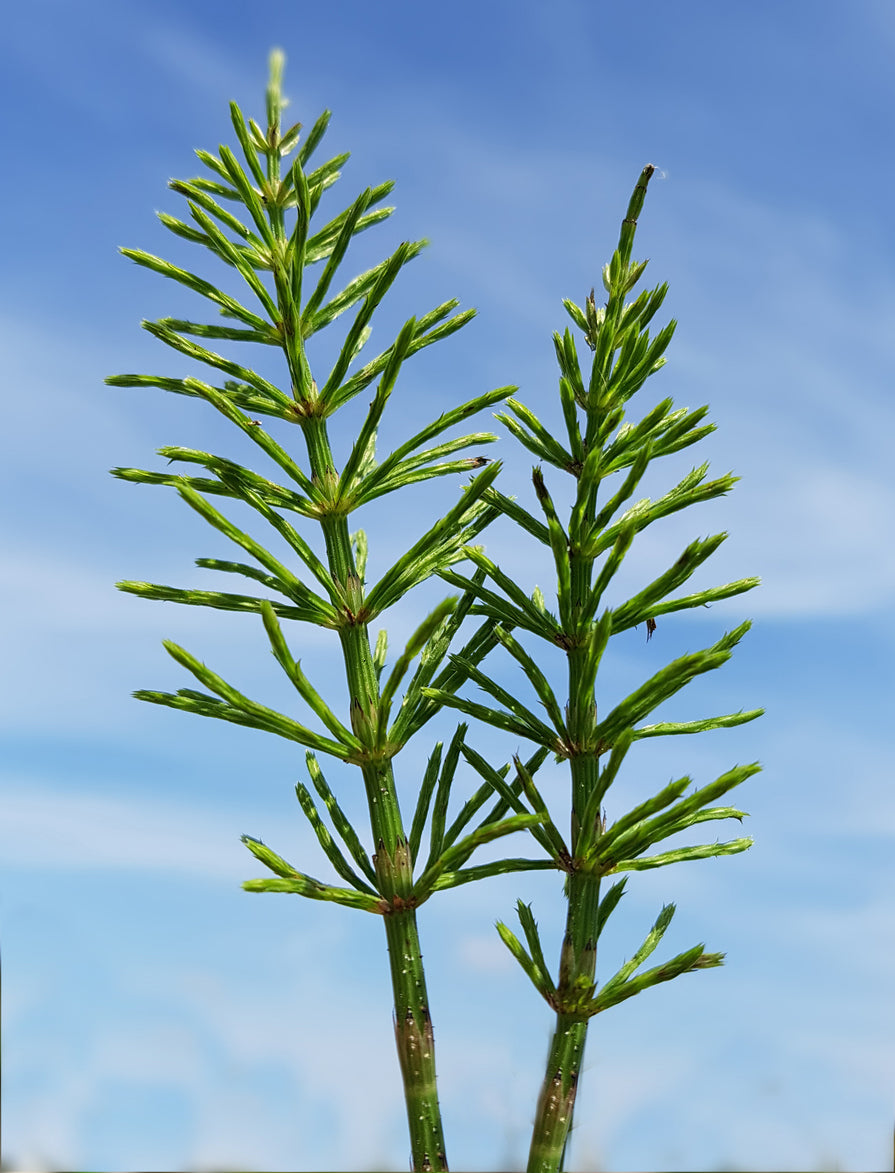 Horsetail leaves extract