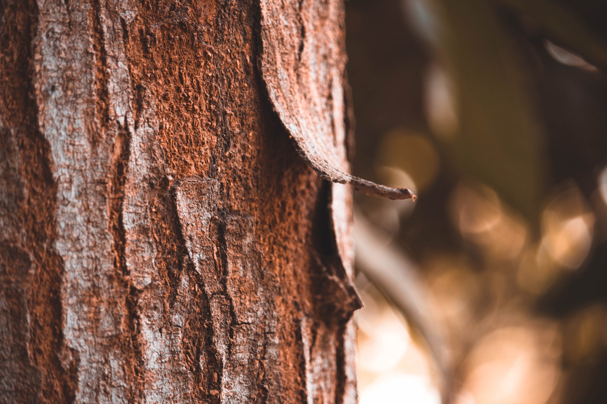 Mahogany bark extract