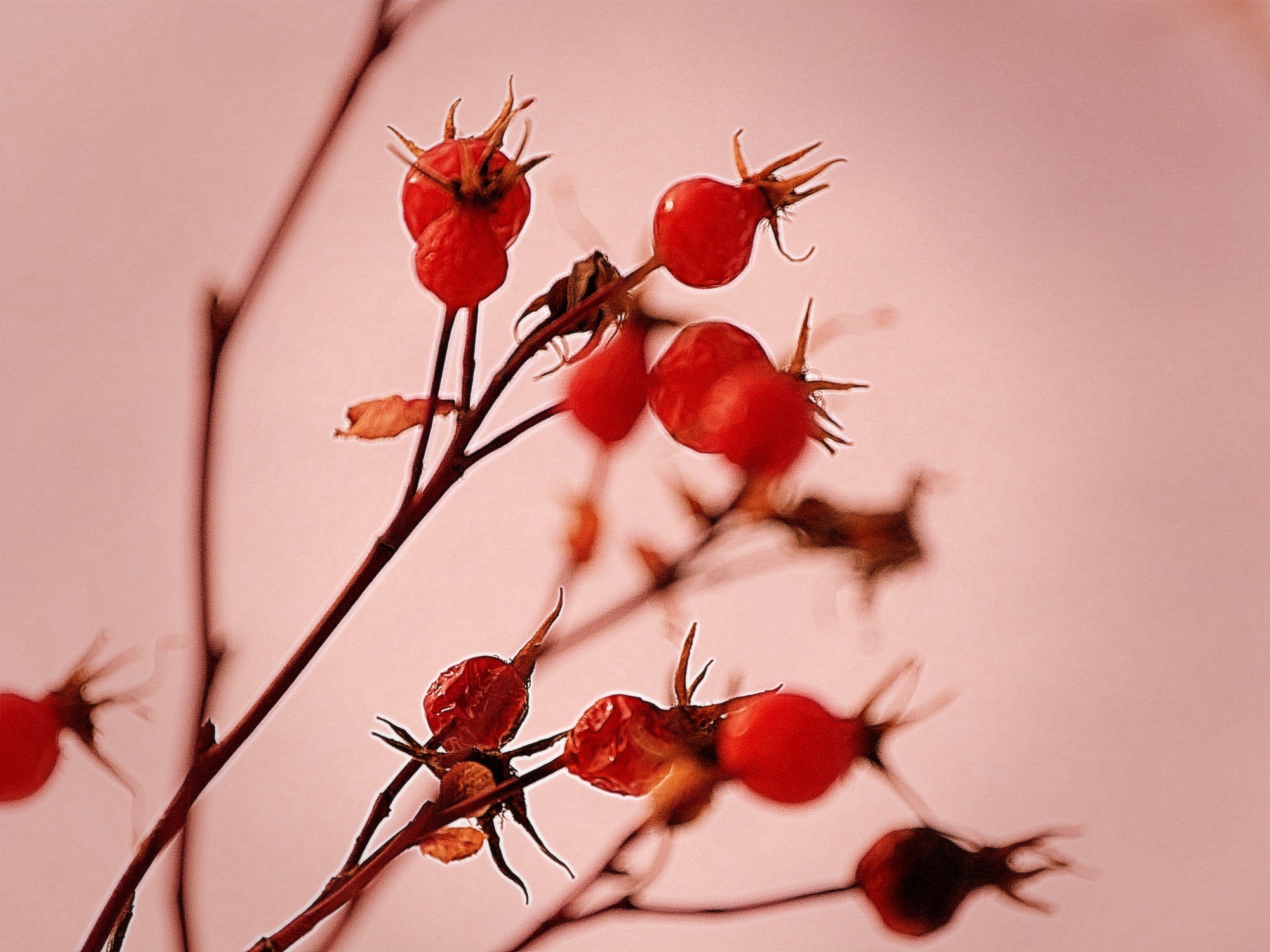 rosehips.jpg